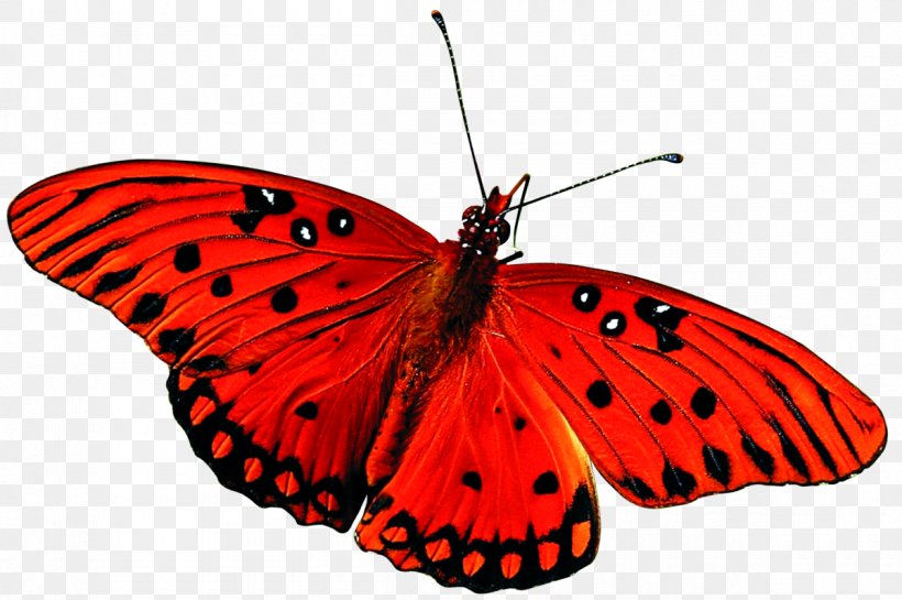 Butterfly Insect Desktop Wallpaper Red, PNG, 1200x799px, Butterfly, Arthropod, Brush Footed Butterfly, Butterfly Effect, Butterfly Net Download Free