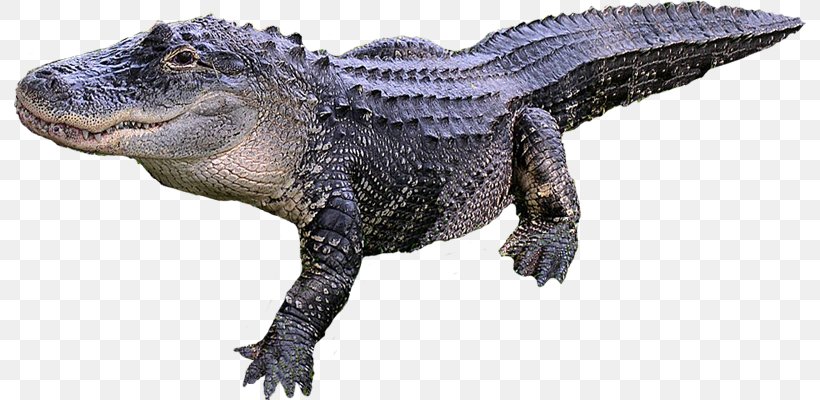 Crocodile American Alligator Reptile, PNG, 792x400px, Crocodile, Alligator, American Alligator, Animal Figure, Bayou Download Free