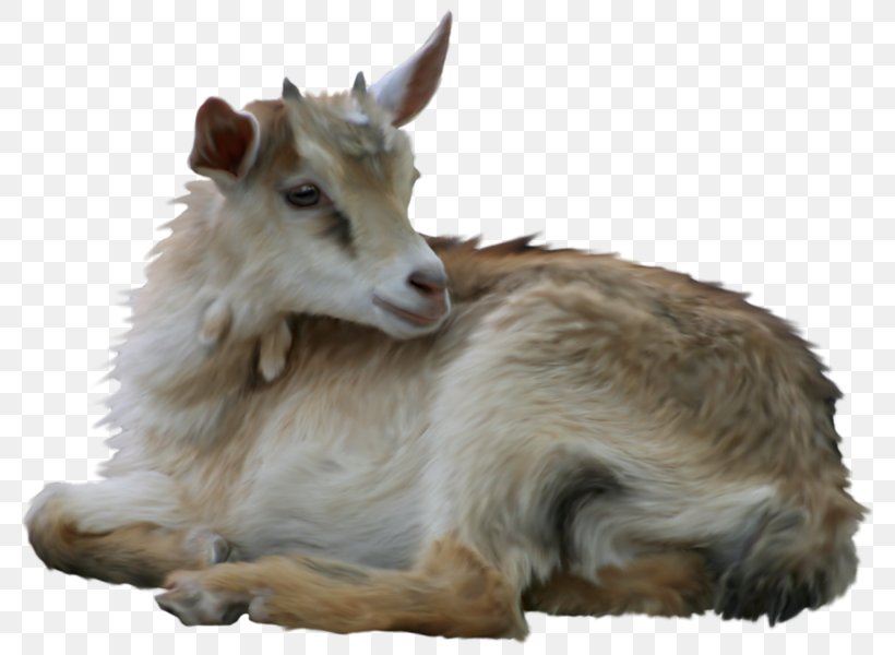 Goat Sheep Clip Art, PNG, 800x600px, Goat, Cattle Like Mammal, Cow Goat Family, Digital Image, Display Resolution Download Free