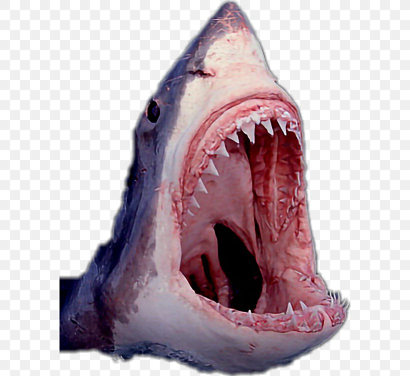 The Great White Shark Cartilaginous Fishes Shark Jaws, PNG, 582x752px, Shark, Apex Predator, Biting, Cartilaginous Fish, Cartilaginous Fishes Download Free