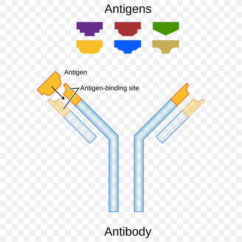 Antigen Antibody Binding Site Paratope Molecular Binding, PNG, 582x821px, Antigen, Antibody, Area, Avidity, B Cell Download Free