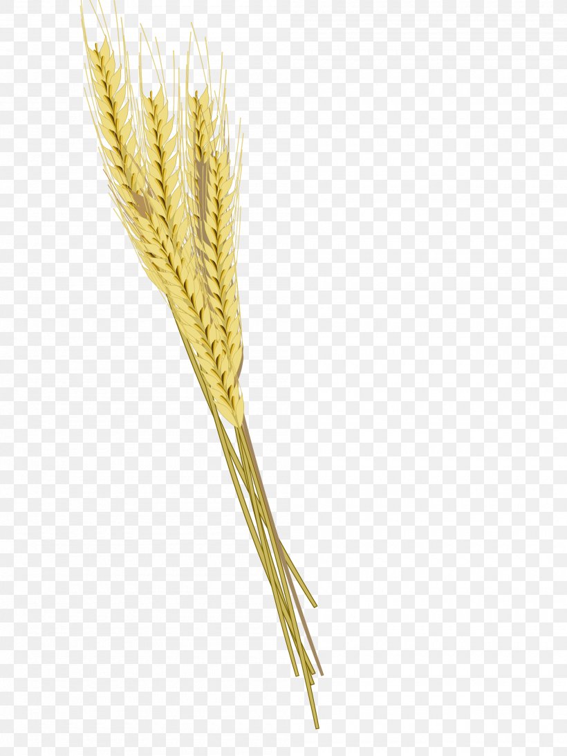 Beer Barley Ear Wheat, PNG, 2000x2667px, Beer, Barley, Caryopsis, Cereal, Commodity Download Free