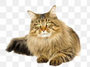 Cute Kitten - Maine Coon Siberian Cat Kitten Carassius Auratus Paper PNG