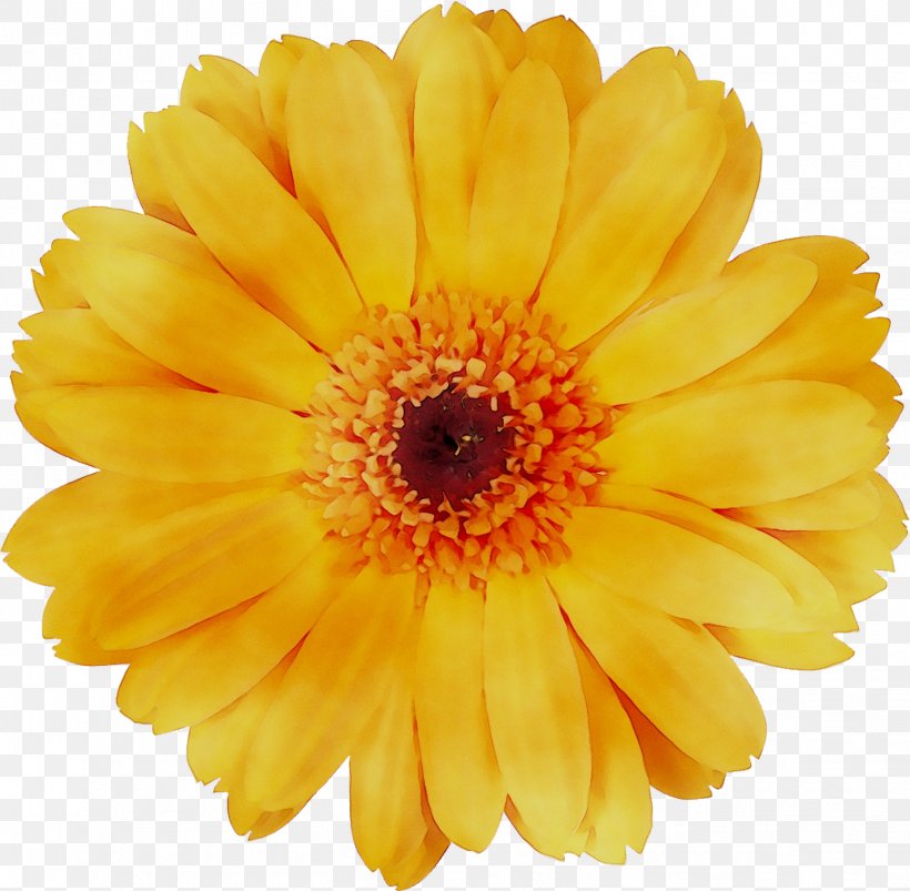 Transvaal Daisy Drawing Stock Photography Royalty-free Image, PNG, 1429x1401px, Transvaal Daisy, Annual Plant, Artificial Flower, Asterales, Barberton Daisy Download Free