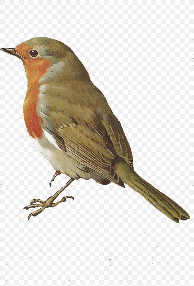 Woodbury Bird European Robin Maybe April Clip Art, PNG, 999x1469px, Bird, Art, Beak, Emberizidae, European Robin Download Free