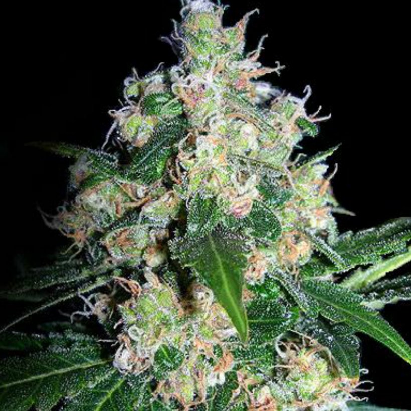 Cannabis Seedsman Seeds Seed Bank Skunk, PNG, 1080x1080px, Cannabis, Autoflowering Cannabis, Bud, Cannabis Cultivation, Cannabis Sativa Download Free