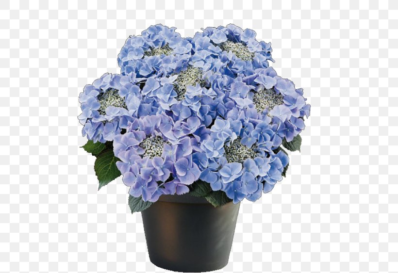 French Hydrangea Flowerpot Ornamental Plant, PNG, 563x563px, French Hydrangea, Annual Plant, Artificial Flower, Blue, Cornales Download Free