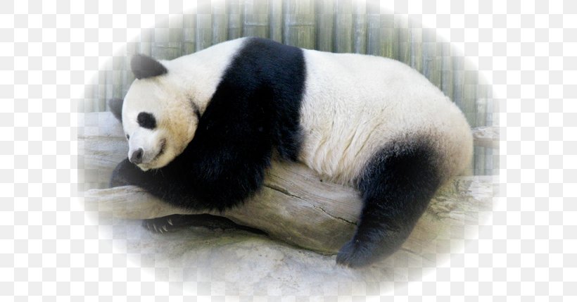 Giant Panda Fur Snout Terrestrial Animal, PNG, 600x429px, Giant Panda, Animal, Bear, Carnivoran, Fur Download Free