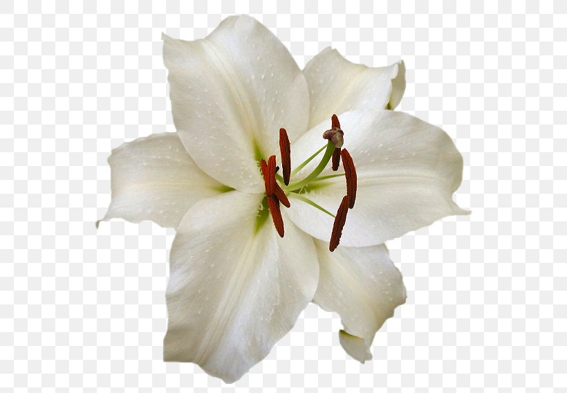 Lily Flower Image GIF, PNG, 580x568px, Lily, Amaryllis Belladonna, Blog, Cut Flowers, Drawing Download Free