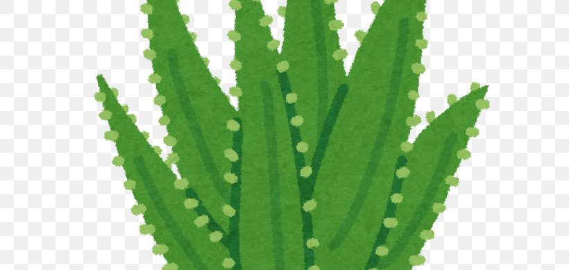 Triangle Cactus Aloe Vera Leaf Medicinal Plants, PNG, 740x389px, Triangle Cactus, Acanthocereus, Acanthocereus Tetragonus, Aloe, Aloe Vera Download Free