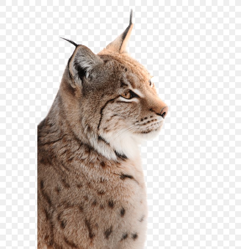 Wild- Und Freizeitpark Ostrittrum Lynx Wildcat Whiskers Photography, PNG, 565x849px, Wild Und Freizeitpark Ostrittrum, Bobcat, Carnivoran, Cat, Cat Like Mammal Download Free