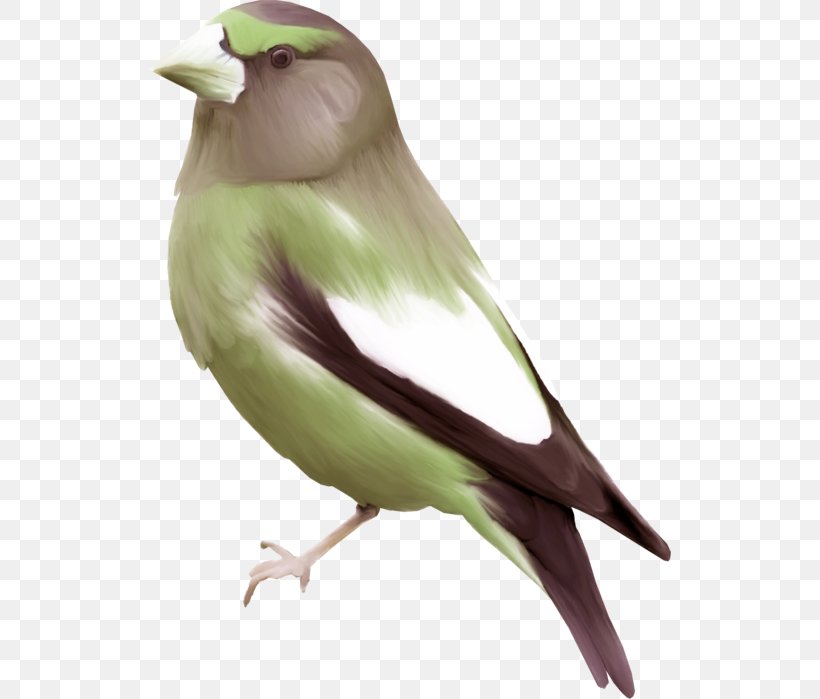 Bird Finch Swallow Mandarin Duck Watercolor Painting, PNG, 522x699px, Bird, Animal, Beak, Bird Feeding, Chinese Hwamei Download Free