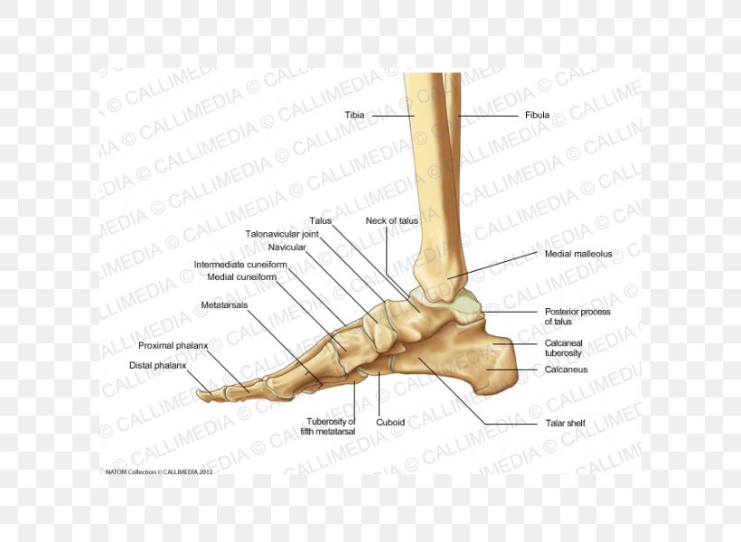 Finger Foot Cuneiform Bones Medial Cuneiform Bone Anatomy, PNG, 600x600px, Watercolor, Cartoon, Flower, Frame, Heart Download Free