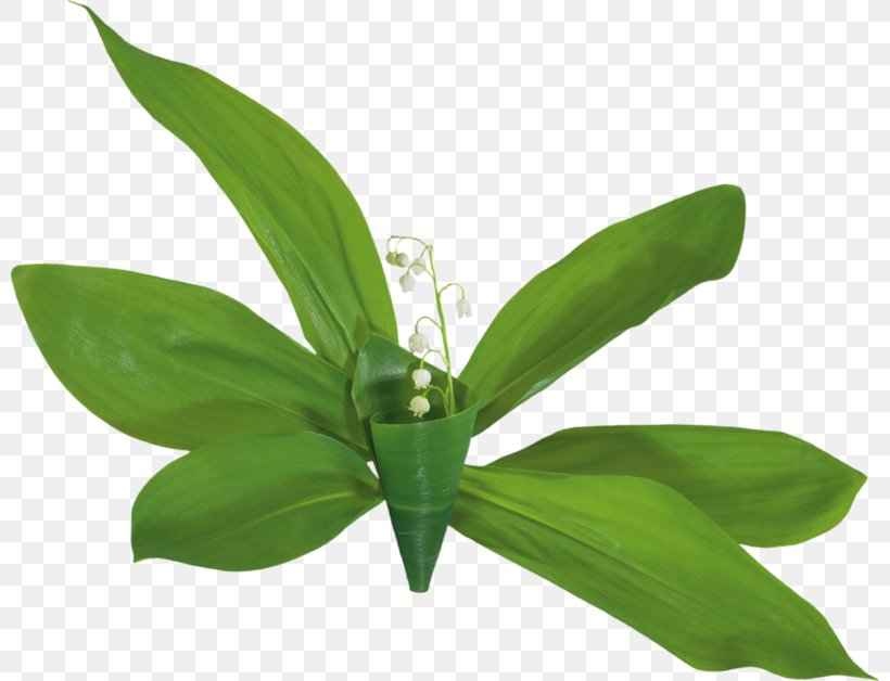Lily Of The Valley Animaatio Clip Art, PNG, 800x628px, Lily Of The Valley, Animaatio, Blog, Flower, Leaf Download Free