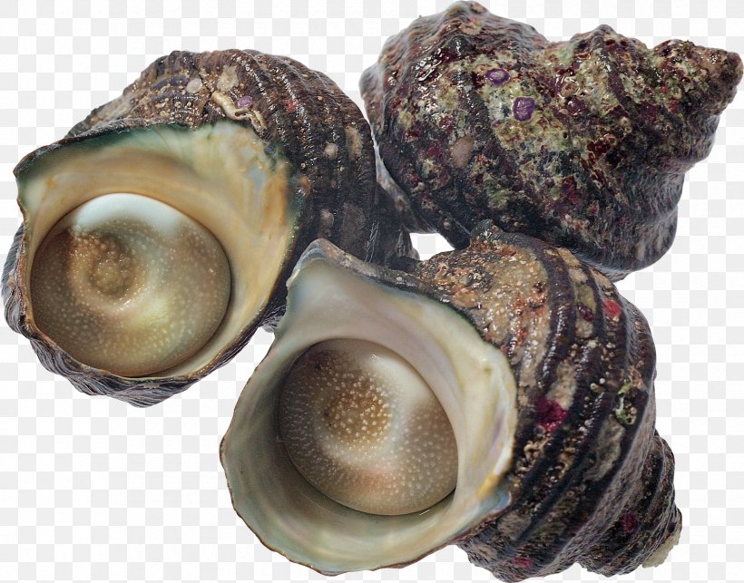 Oyster Seafood Shellfish Scallop, PNG, 1700x1335px, Oyster, Abalone, Baltic Clam, Clam, Clams Oysters Mussels And Scallops Download Free