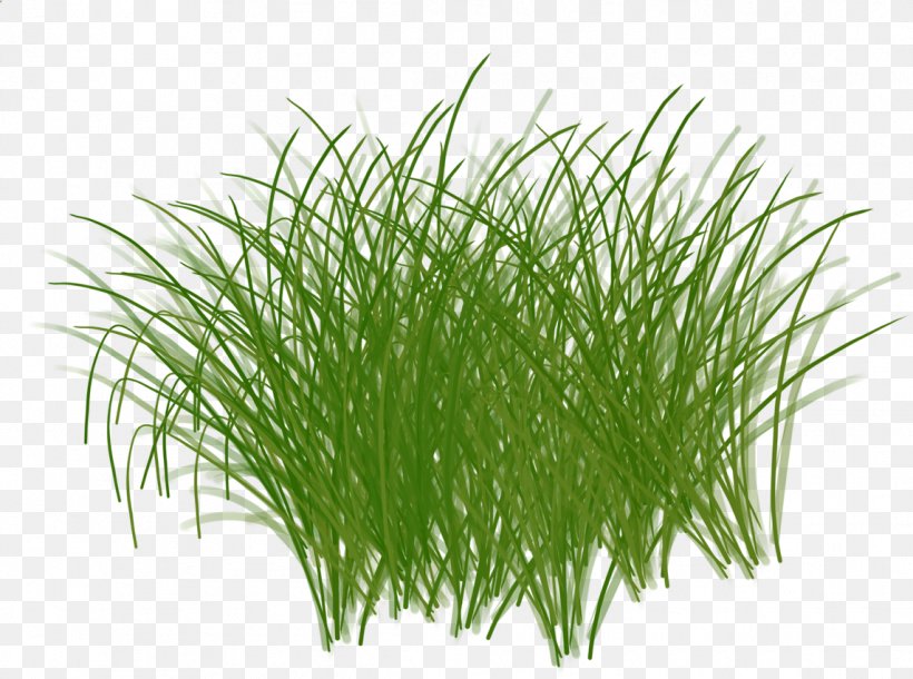 Sweet Grass Vetiver Wheatgrass Aquarium Chrysopogon, PNG, 1144x852px, Sweet Grass, Aquarium, Aquarium Decor, Chrysopogon, Chrysopogon Zizanioides Download Free