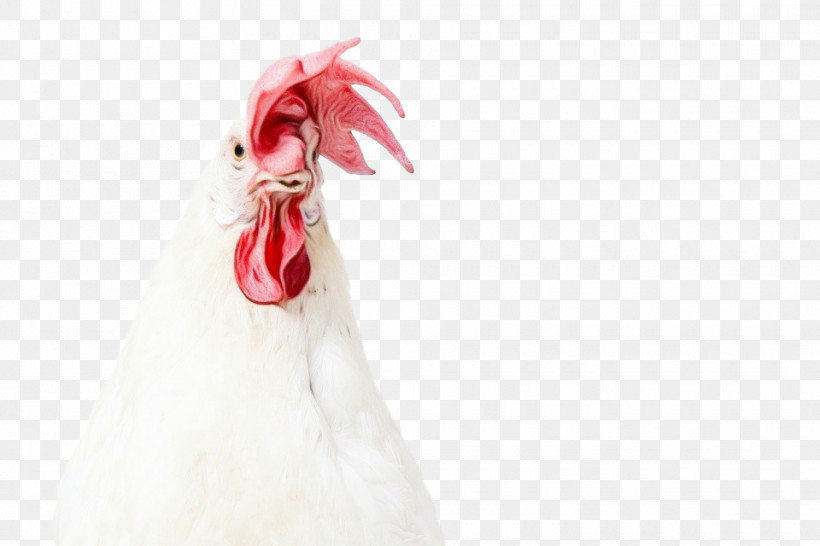 White Chicken Rooster Bird Poultry, PNG, 960x640px, Watercolor, Beak, Bird, Chicken, Dress Download Free