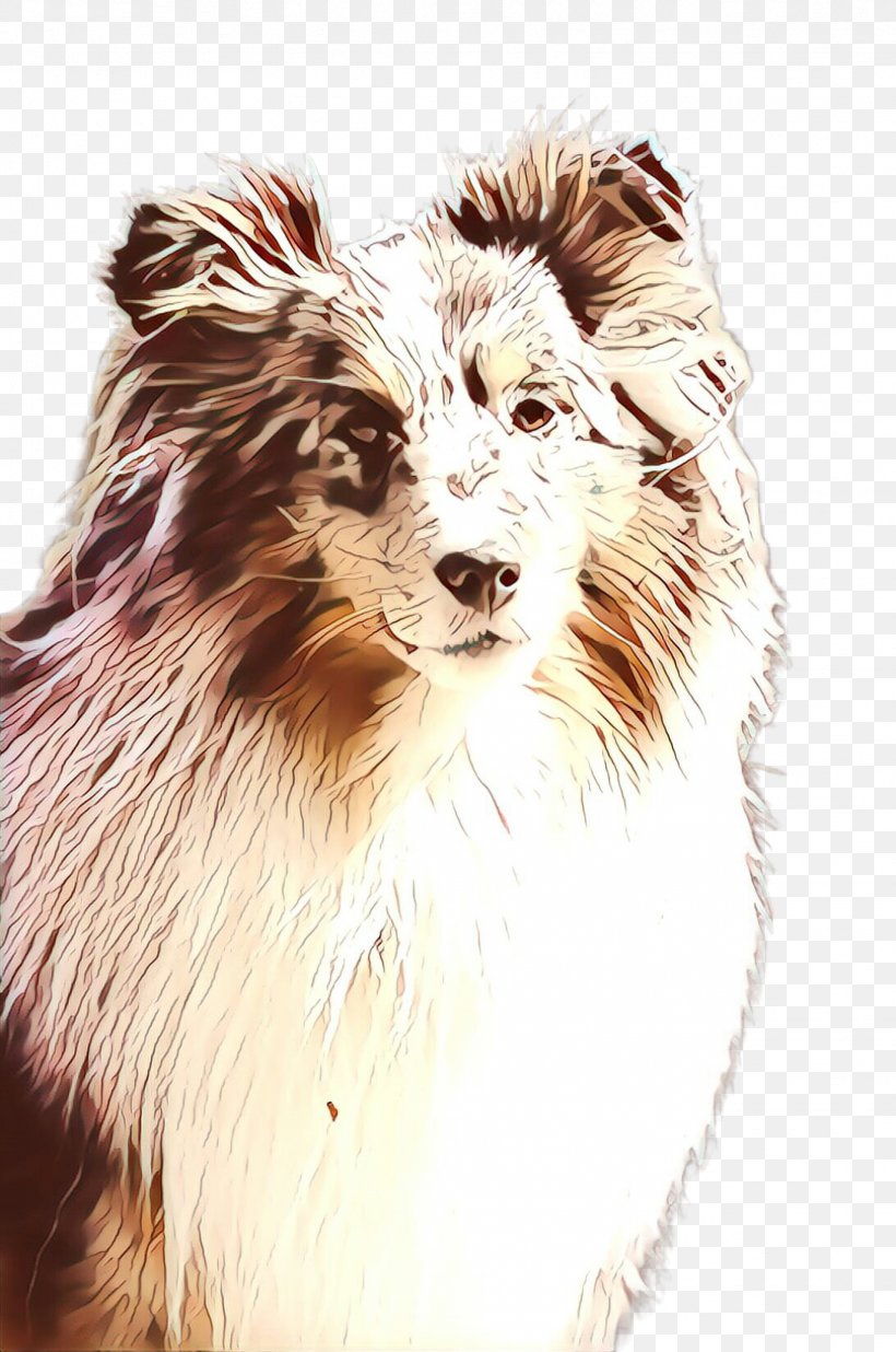 Border Collie, PNG, 1628x2455px, Cartoon, Australian Shepherd, Border Collie, Breed, Canidae Download Free