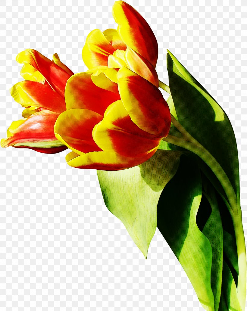 Orange, PNG, 1809x2281px, Flower, Cut Flowers, Leaf, Orange, Petal Download Free