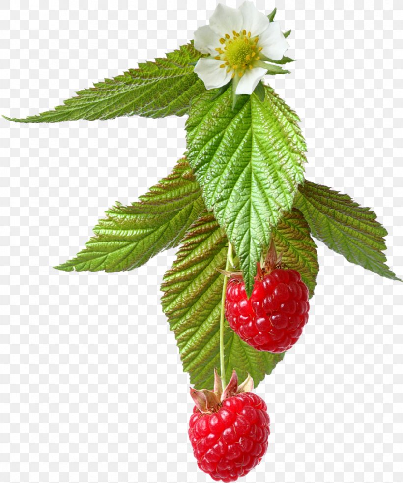 Red Raspberry, PNG, 901x1080px, Raspberry, Berry, Computer Graphics, Food, Fruit Download Free