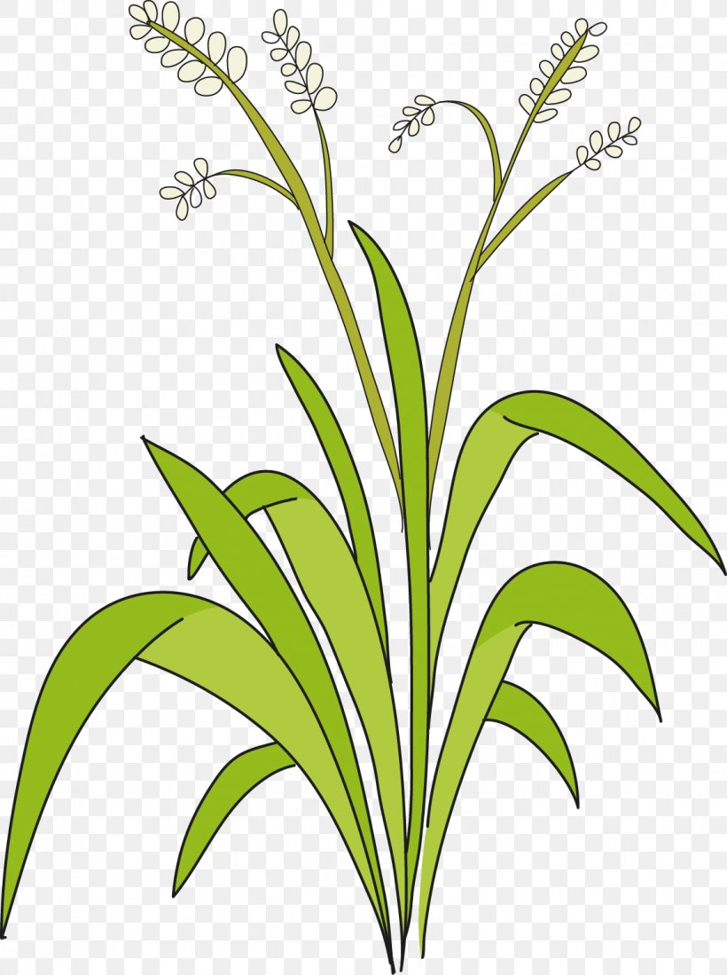Sweet Grass Cut Flowers Plant Stem Leaf Line, PNG, 1137x1524px, Sweet Grass, Aufbau Principle, Commodity, Cut Flowers, Flora Download Free