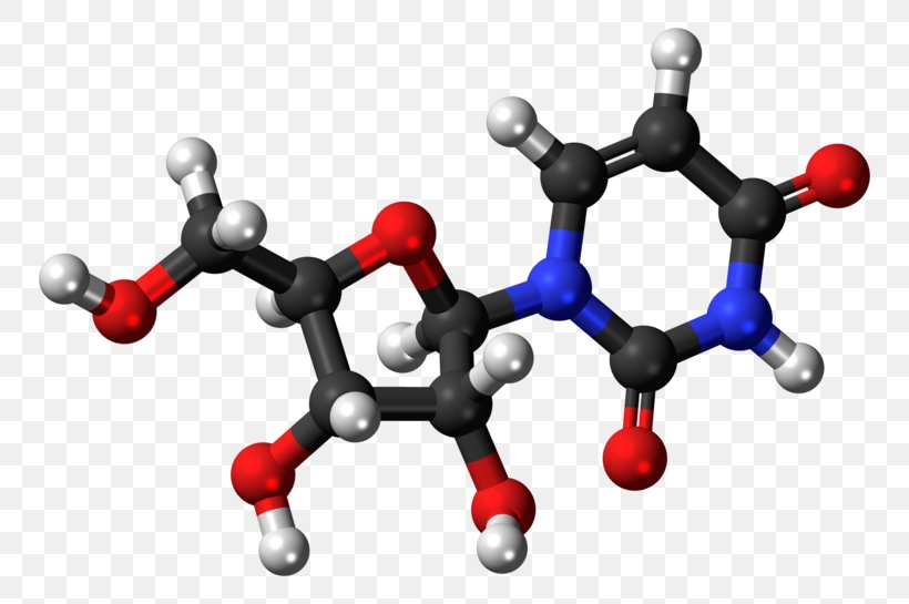 Adenosine Monophosphate Nucleotide Adenosine Triphosphate Adenosine Diphosphate Uracil, PNG, 800x545px, Adenosine Monophosphate, Adenine, Adenosine, Adenosine Diphosphate, Adenosine Triphosphate Download Free