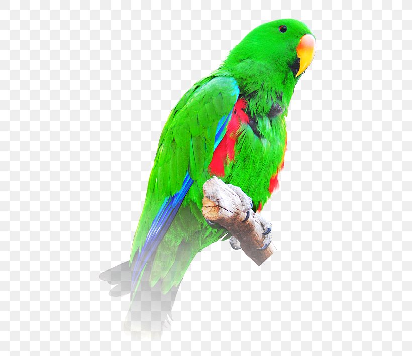 Budgerigar Bird Macaw Loriini Eclectus Parrot, PNG, 452x709px, Budgerigar, Animal, Beak, Bird, Cockatoo Download Free
