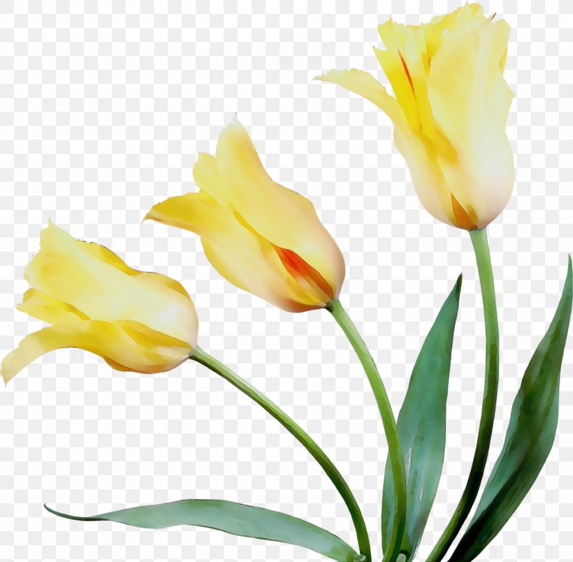 Lily Flower Cartoon, PNG, 1280x1256px, Watercolor, Artificial Flower, Bud, Cut Flowers, Flower Download Free