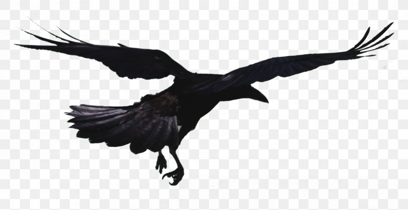Rook Hooded Crow Bird Common Raven Flight, PNG, 2377x1226px, Rook, Accipitriformes, Bald Eagle, Beak, Bird Download Free