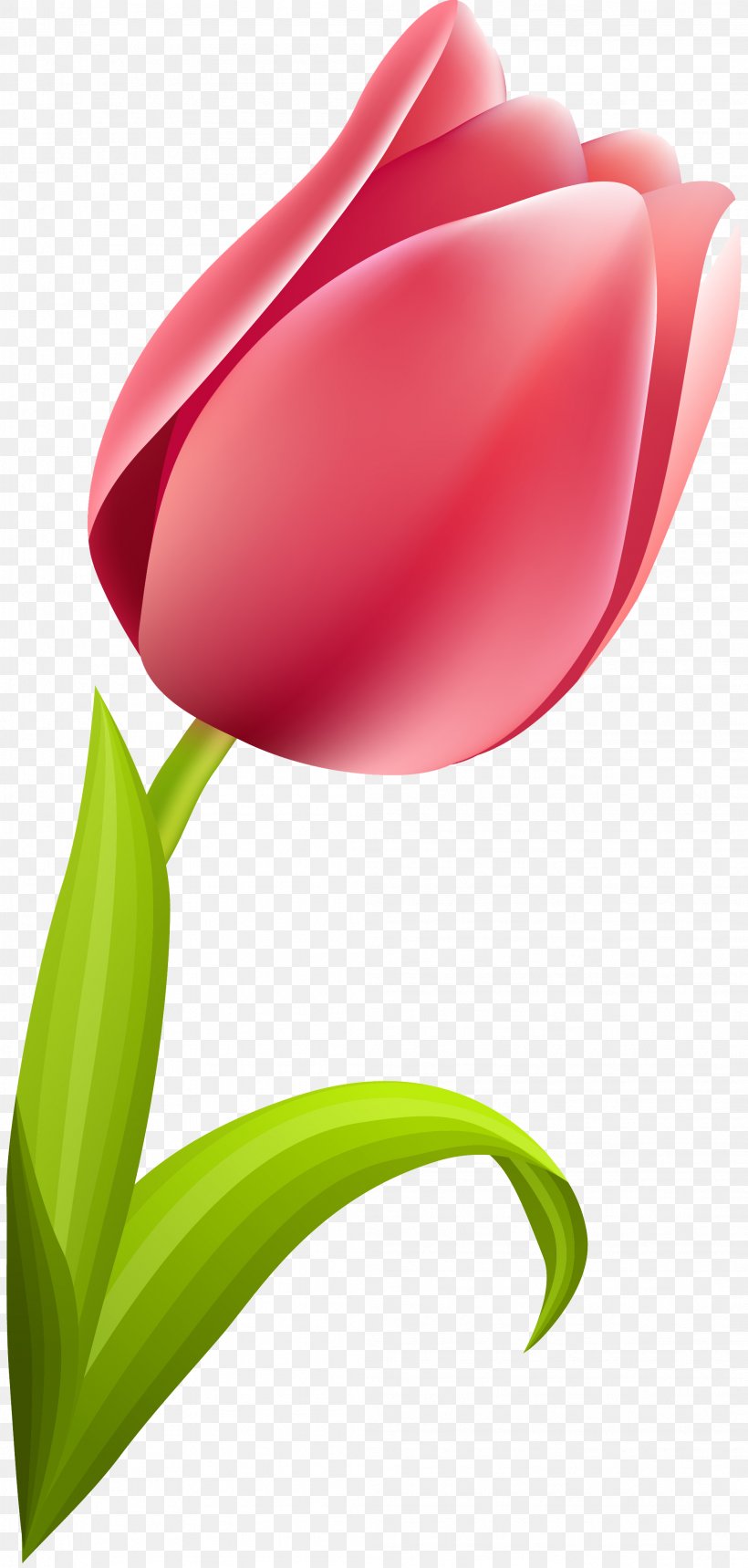 Tulip Flowering Plant Liliaceae, PNG, 2094x4390px, Tulip, Close Up, Flower, Flowering Plant, Liliaceae Download Free