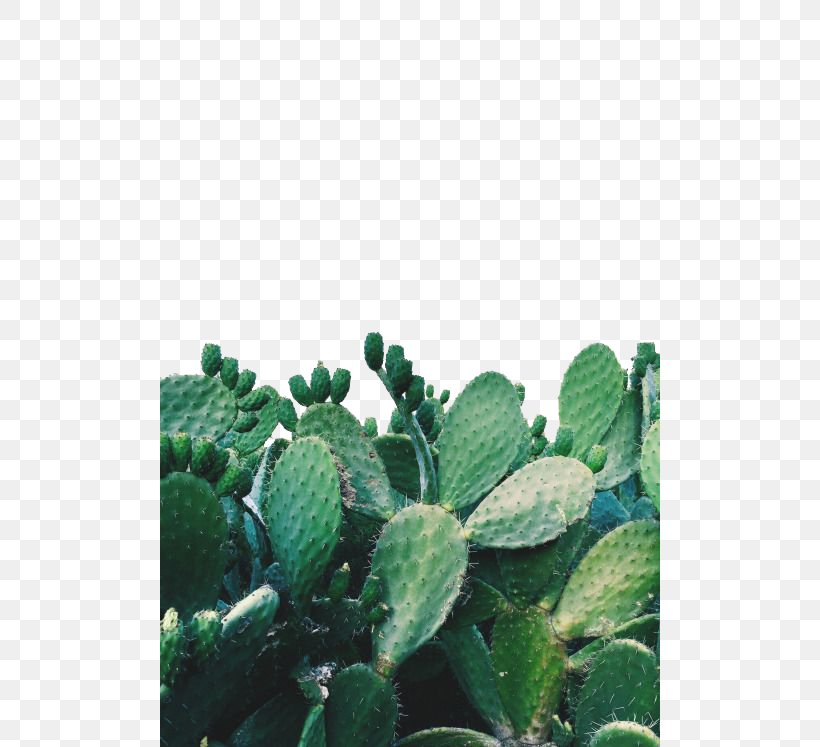 Arizona Cactus Garden Cactaceae Succulent Plant Prickly Pear, PNG, 500x747px, Cactaceae, Agave Attenuata, Art, Barbary Fig, Cactus Download Free