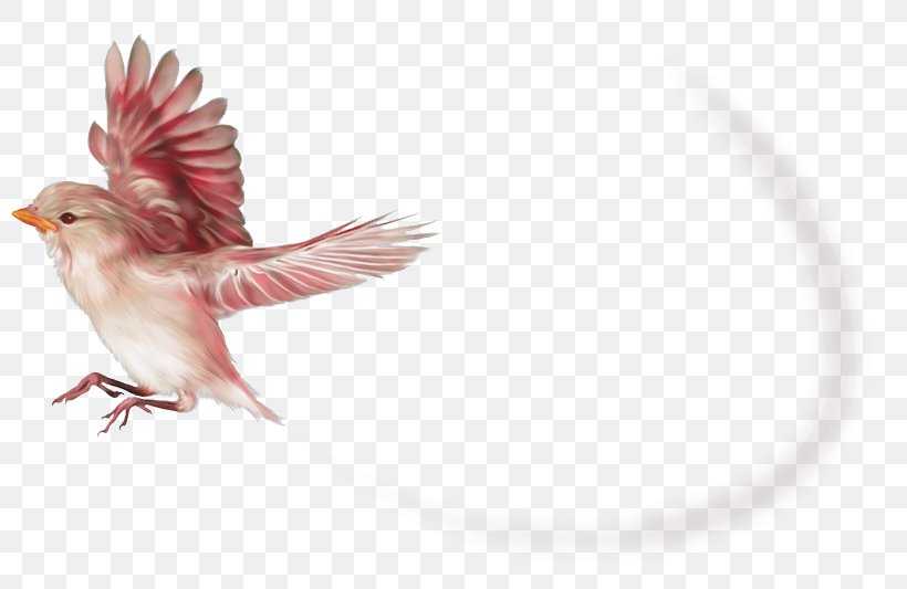 Bird Beak Clip Art Image, PNG, 800x533px, Bird, Art, Beak, Cover Art, Fauna Download Free
