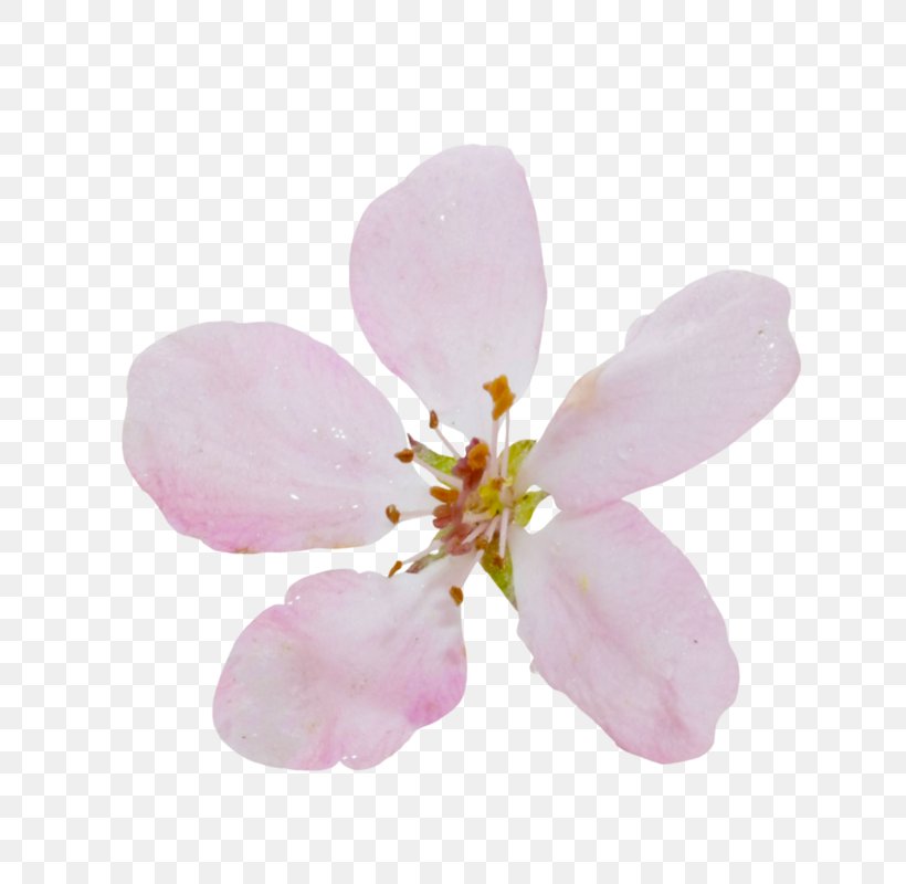 Cherry Blossom Pink M ST.AU.150 MIN.V.UNC.NR AD, PNG, 800x800px, Blossom, Branch, Cherry, Cherry Blossom, Flower Download Free