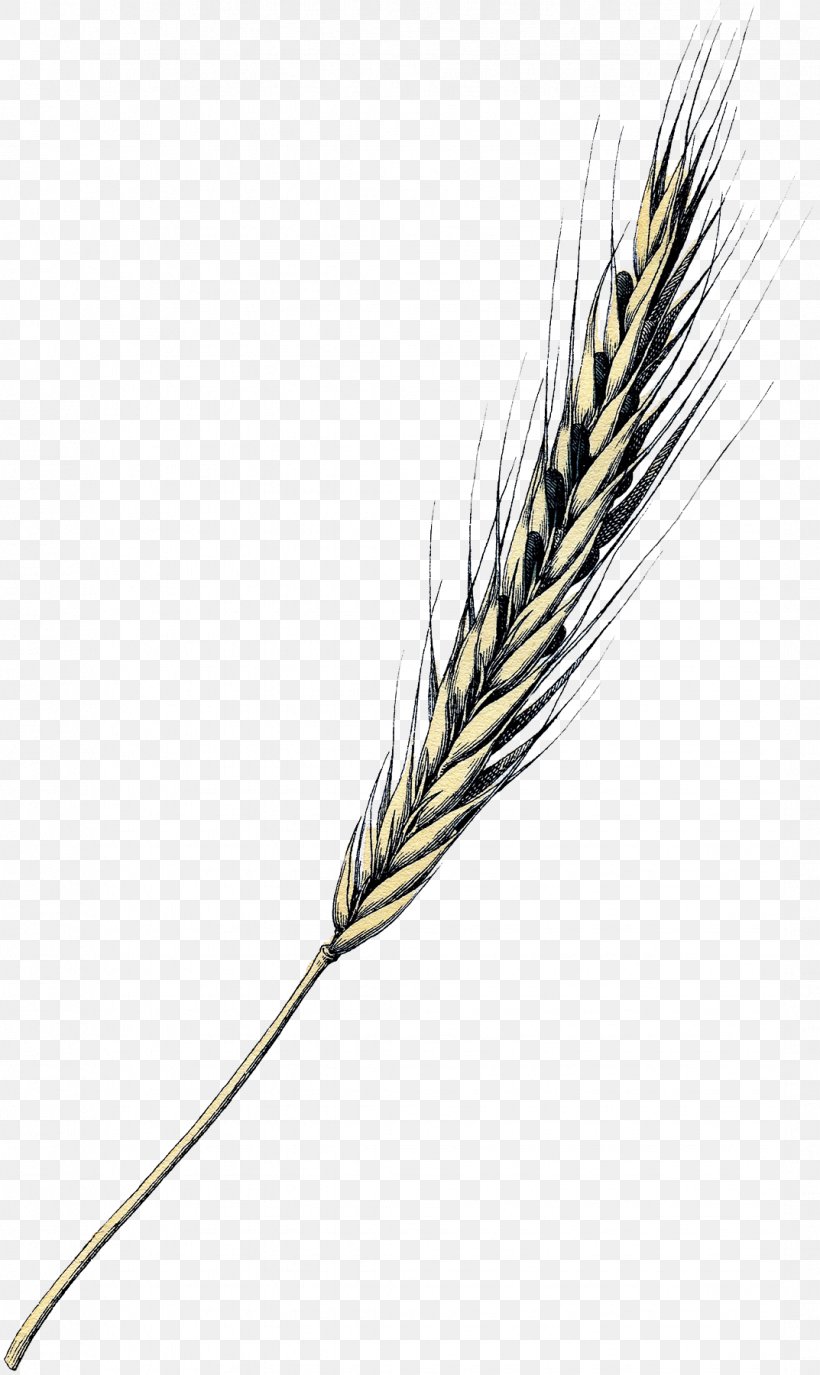 Emmer Einkorn Wheat Grasses Grain Painting, PNG, 1073x1800px, Emmer, Commodity, Einkorn Wheat, Food Grain, Grain Download Free
