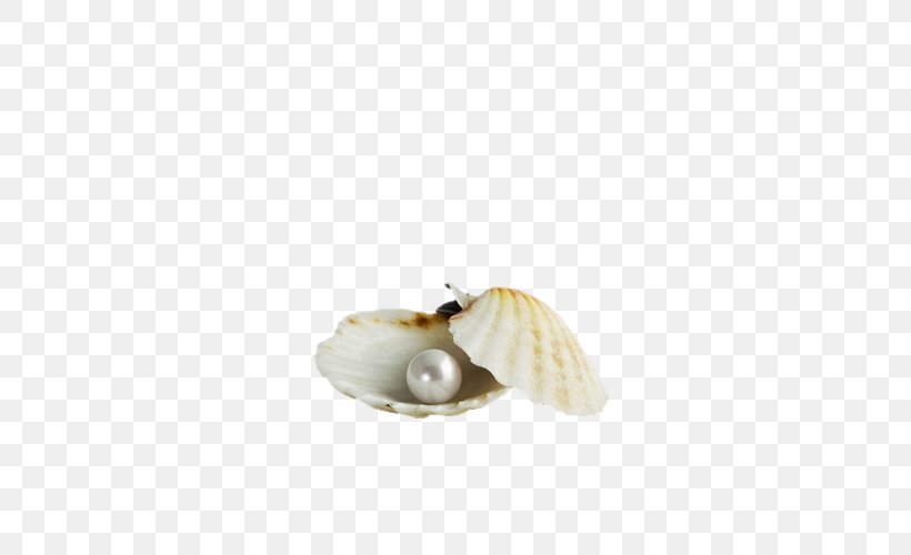 Seashell Margarita Pearl Scallop, PNG, 500x500px, Seashell, Bracelet, Brown, Google Images, Invertebrate Download Free