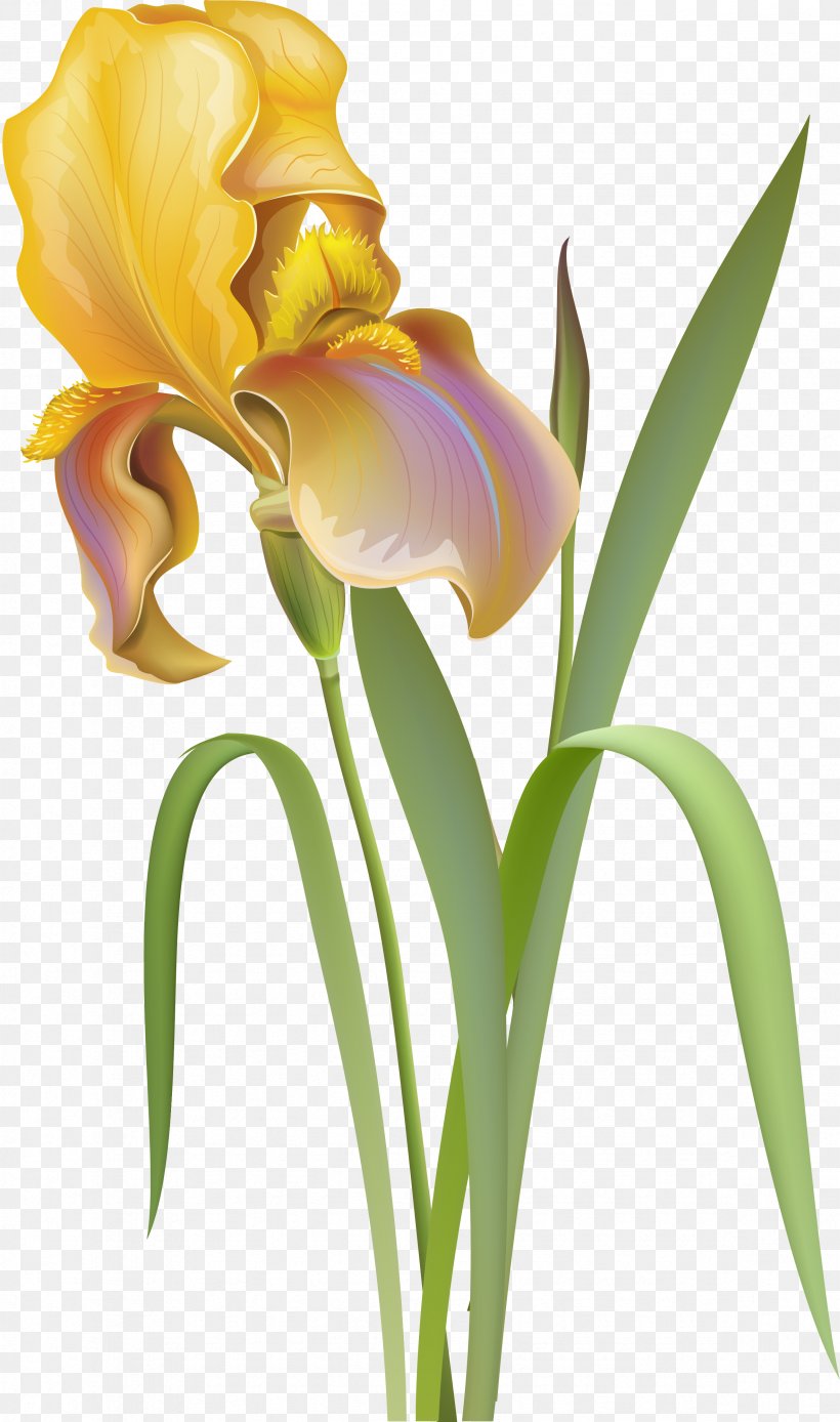 Flower Irises Desktop Wallpaper Clip Art, PNG, 2362x3999px, Flower, Cattleya, Color, Cut Flowers, Dahlia Download Free