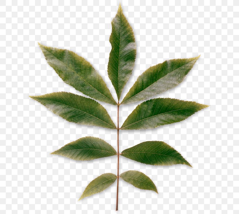 Leaf Carya Cordiformis Pinnation Plant Deciduous, PNG, 640x734px, Leaf, American Sweetgum, Broadleaved Tree, Carya Cordiformis, Deciduous Download Free