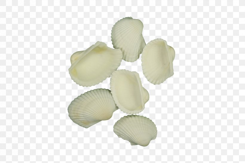 Seashell Ark Clam, PNG, 1650x1100px, Seashell, Ark Clam, Petal Download Free