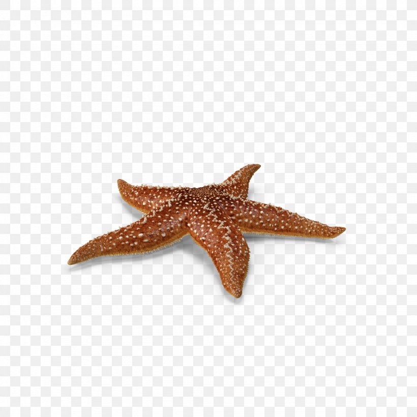 Starfish Callopatiria Granifera, PNG, 2048x2048px, Starfish, Callopatiria Granifera, Echinoderm, Fish, Fivepointed Star Download Free
