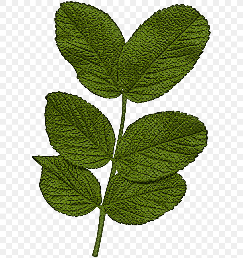 Leaf Plant Flower Slippery Elm Tree, PNG, 609x870px, Leaf, Elm, Flower, Herb, Nettle Family Download Free