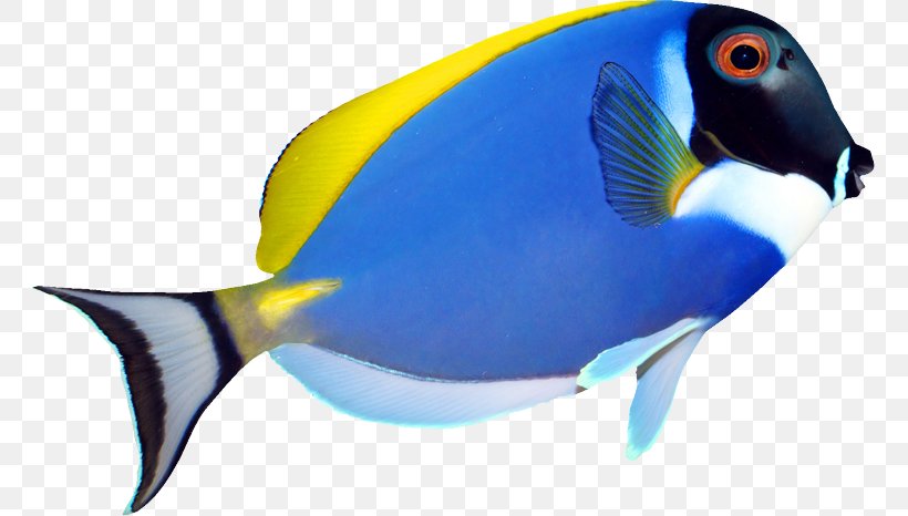 Pomacanthus Navarchus Zebrasoma Angelfish Tropical Fish, PNG, 761x466px, Pomacanthus Navarchus, Acanthuridae, Acanthurus Leucosternon, Angelfish, Beak Download Free