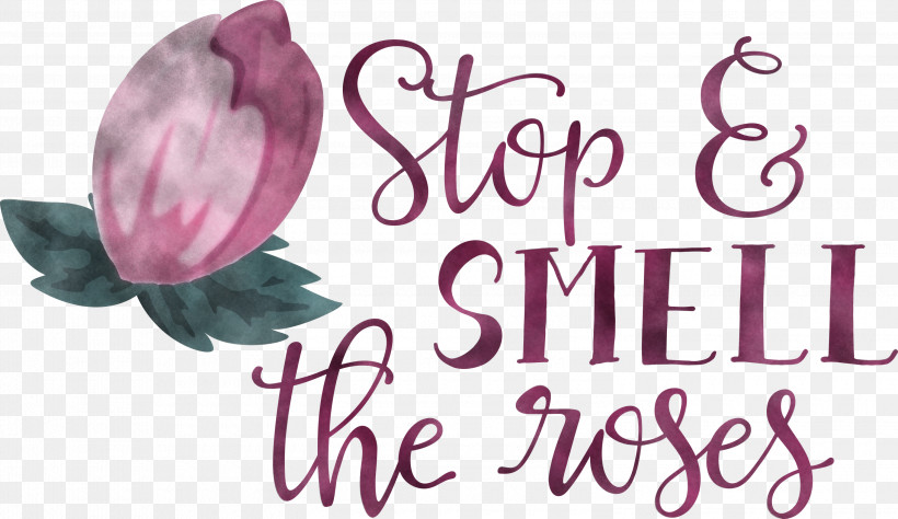 Rose Stop And Smell The Roses, PNG, 3000x1737px, Rose, Cut Flowers, Flower, Meter, Petal Download Free