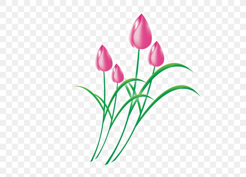 Tulip Download Flower Clip Art, PNG, 591x591px, Tulip, Flora, Floral Design, Floristry, Flower Download Free