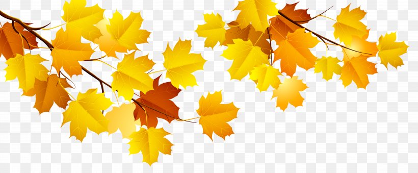 Autumn Computer File, PNG, 5562x2304px, Autumn, Bbcode, Branch, Display Resolution, Leaf Download Free