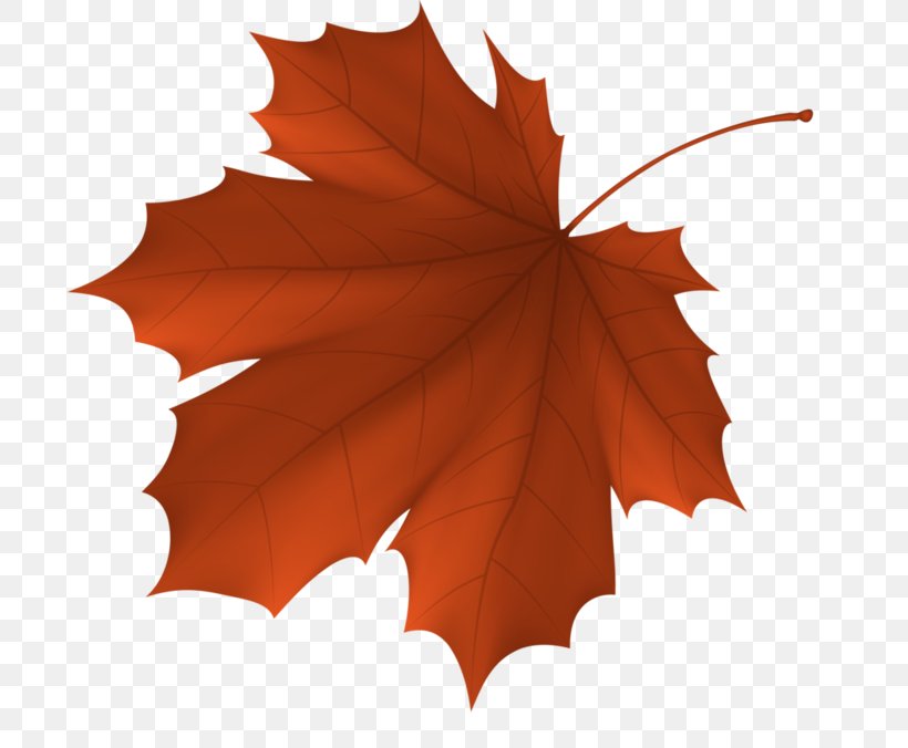 Autumn Leaf Color Maple Leaf, PNG, 699x676px, Autumn Leaf Color, Autumn, Color, Dry Season, Green Download Free