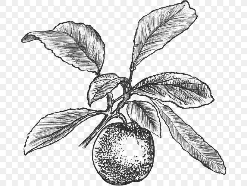 Fruit Common Plum Agen Drawing, PNG, 684x620px, Fruit, Agen, Artwork, Black And White, Branch Download Free