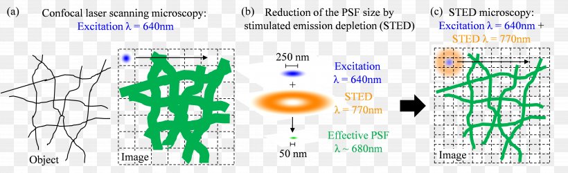 STED Microscopy Stimulated Emission Graphic Design Jablonski Diagram, PNG, 5971x1822px, Watercolor, Cartoon, Flower, Frame, Heart Download Free