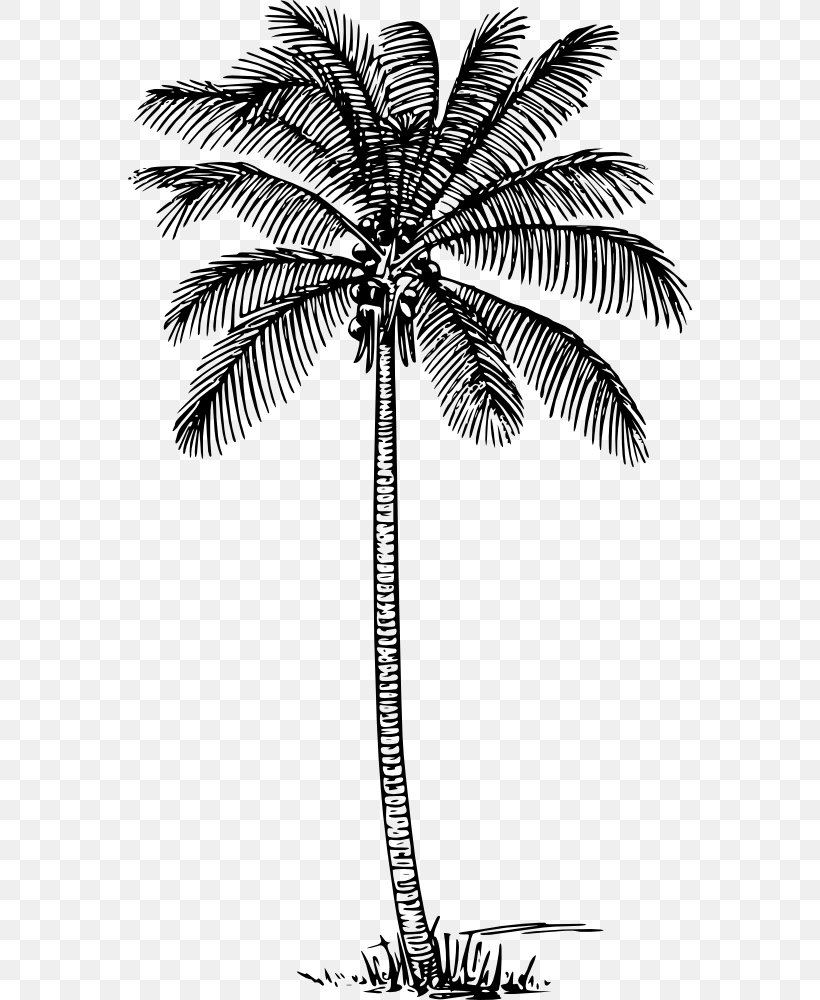 Arecaceae Coconut Wall Decal Tree, PNG, 564x1000px, Arecaceae, Arecales, Asian Palmyra Palm, Black And White, Borassus Download Free