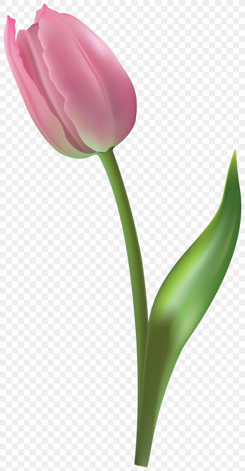 Flower Tulip Petal Plant Pedicel, PNG, 4171x8000px, Flower, Bud, Cut Flowers, Pedicel, Petal Download Free