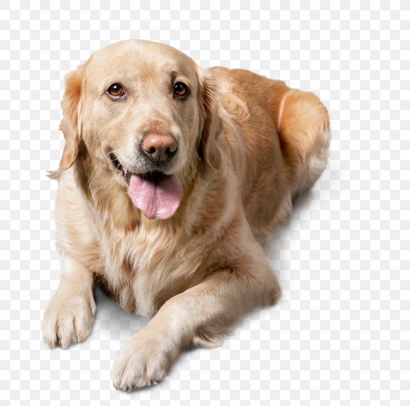Golden Retriever Labrador Retriever Pet Cat Companion Dog, PNG, 1009x1000px, Golden Retriever, Bowl, Carnivoran, Cat, Ceramic Download Free